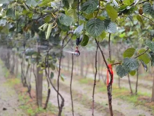 節(jié)水型果園地面灌溉技巧